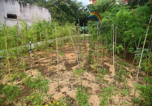 Terrace Garden Services Provider in Noida